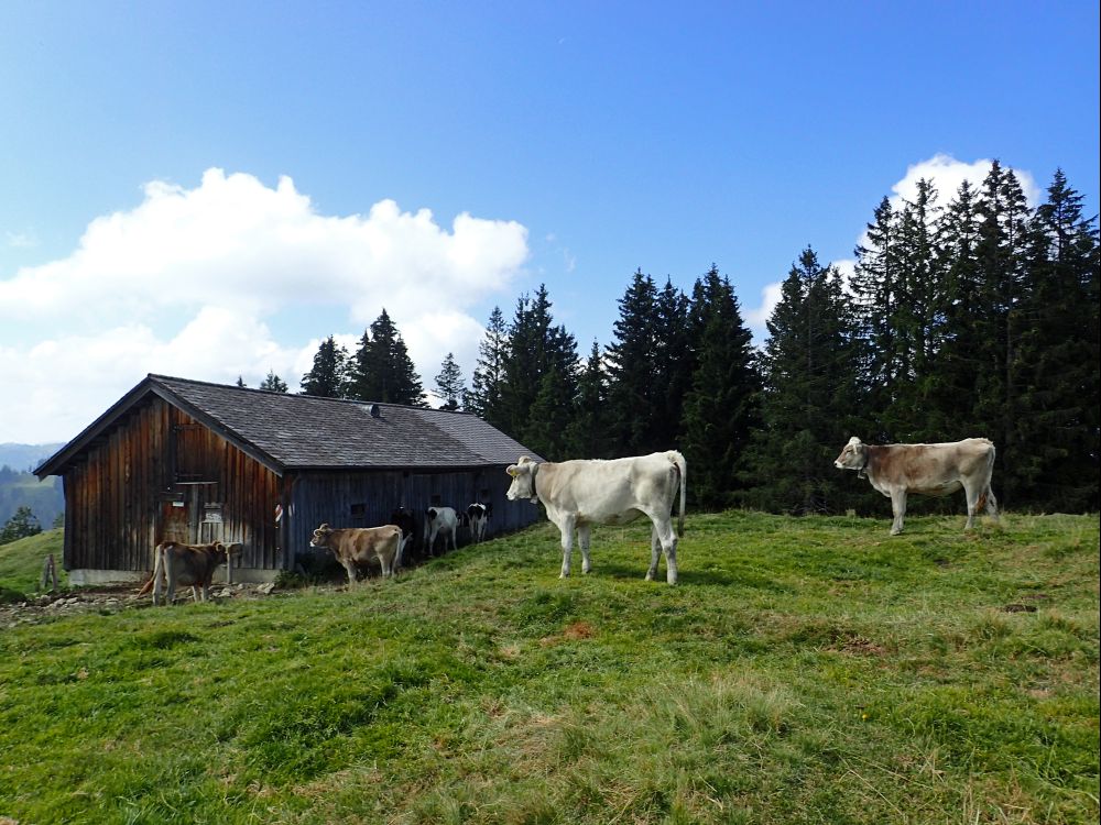 Kühe beim Stall am Bögliegg