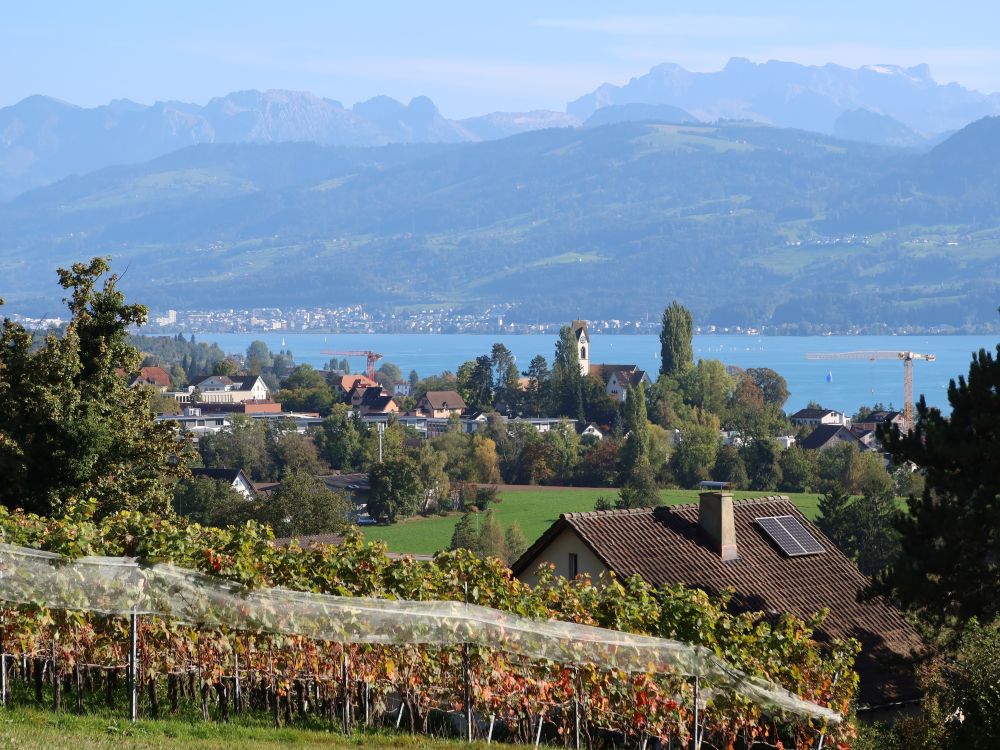 Reben, Uetikon, Zürichsee und Glarner Berge