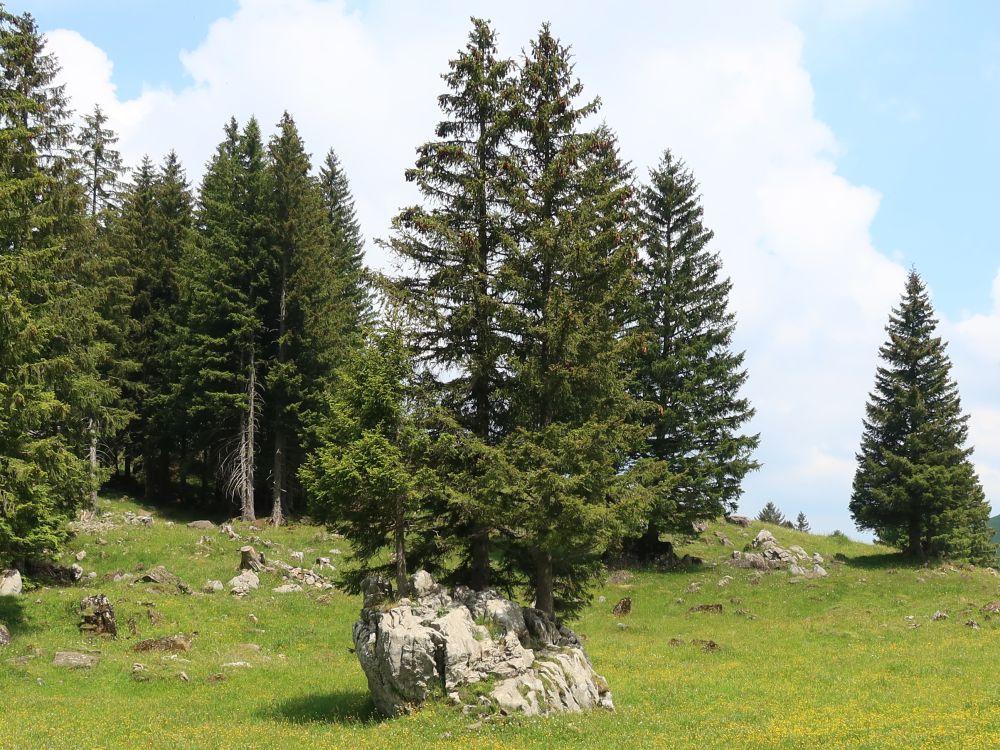 Nadelbaum auf einem Fels