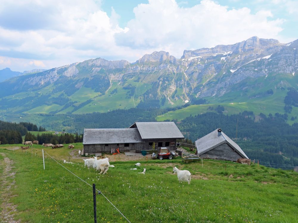 Kronberghütte mit Ziegen und Kühen