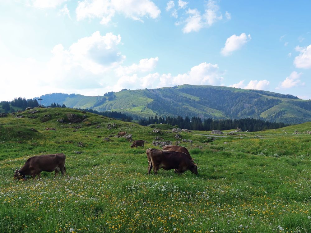 Kühe und Kronberg