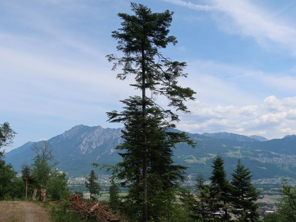 grosser Baum und Liechtensteiner Berge