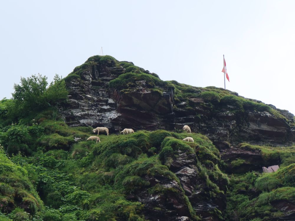 Schafe im steilen Gelände