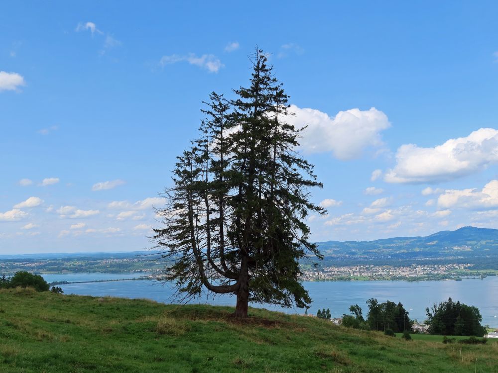 kurioser Baum und Zürichsee