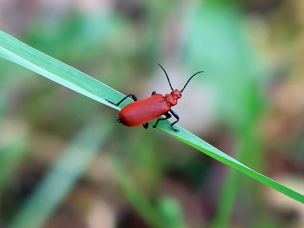 roter Käfer