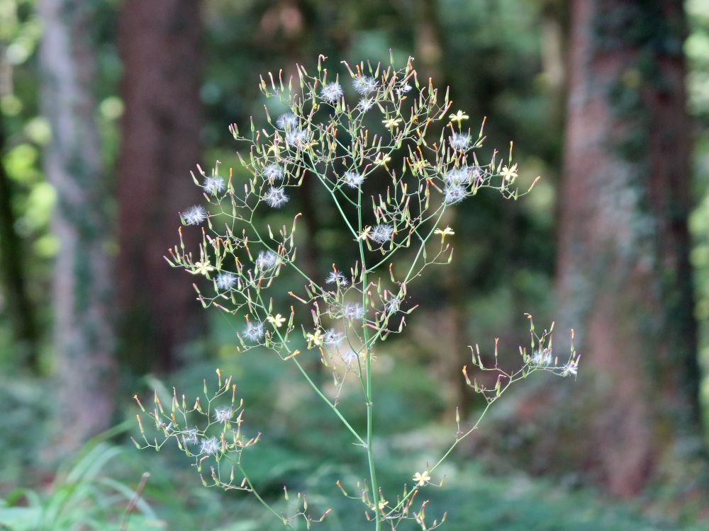 verblütes Greiskraut