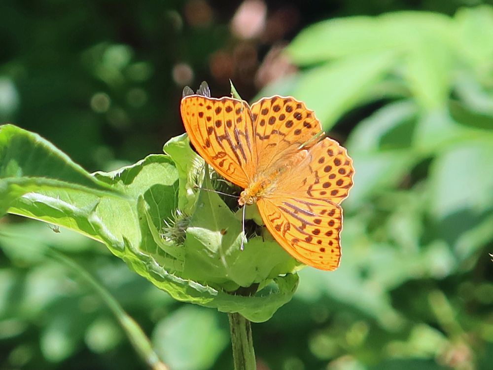 Schmetterling Kaisermantel