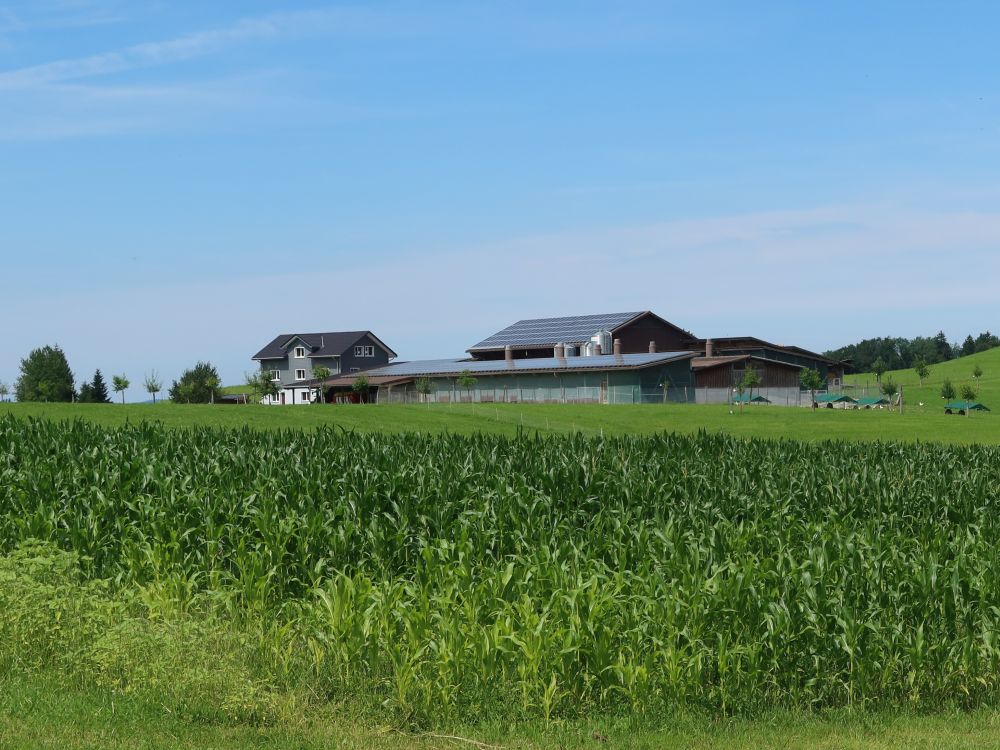 Hühnerfarm bei Moos