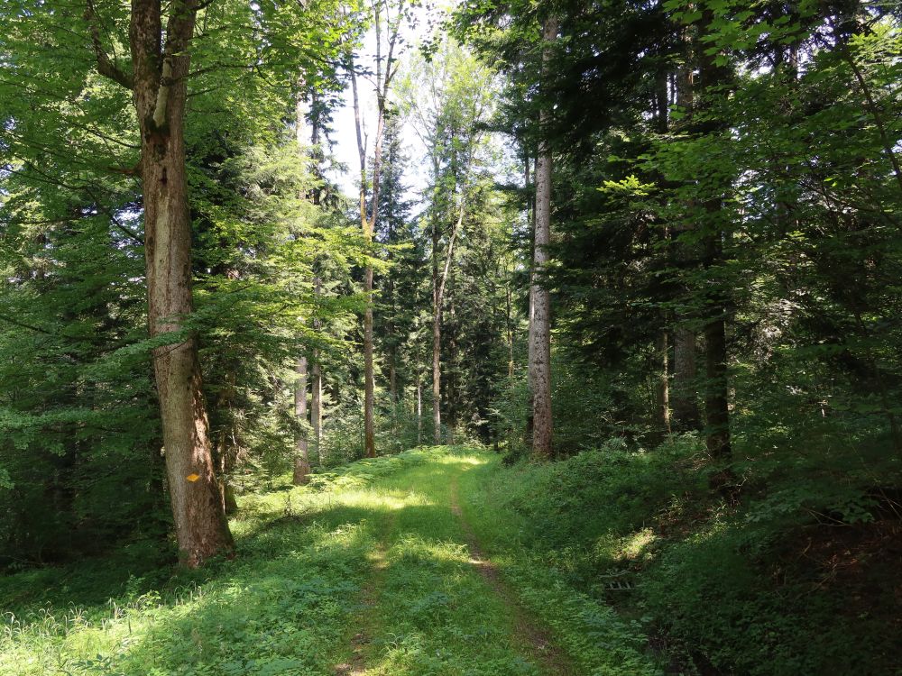 Waldweg