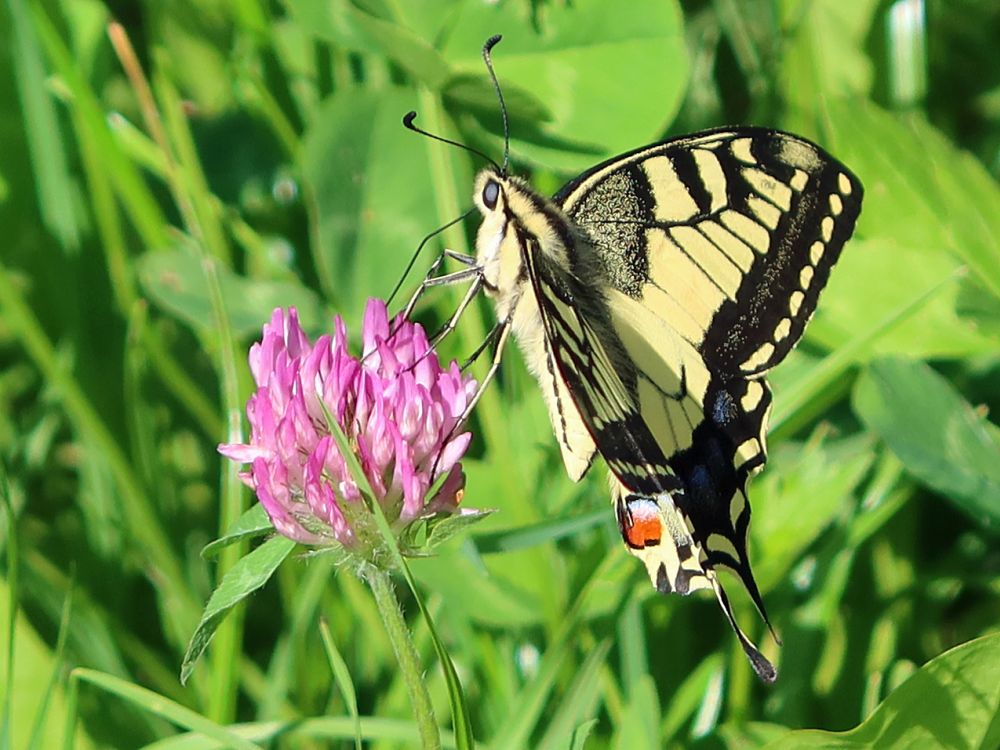 Schmetterling Schwalbenschwanz