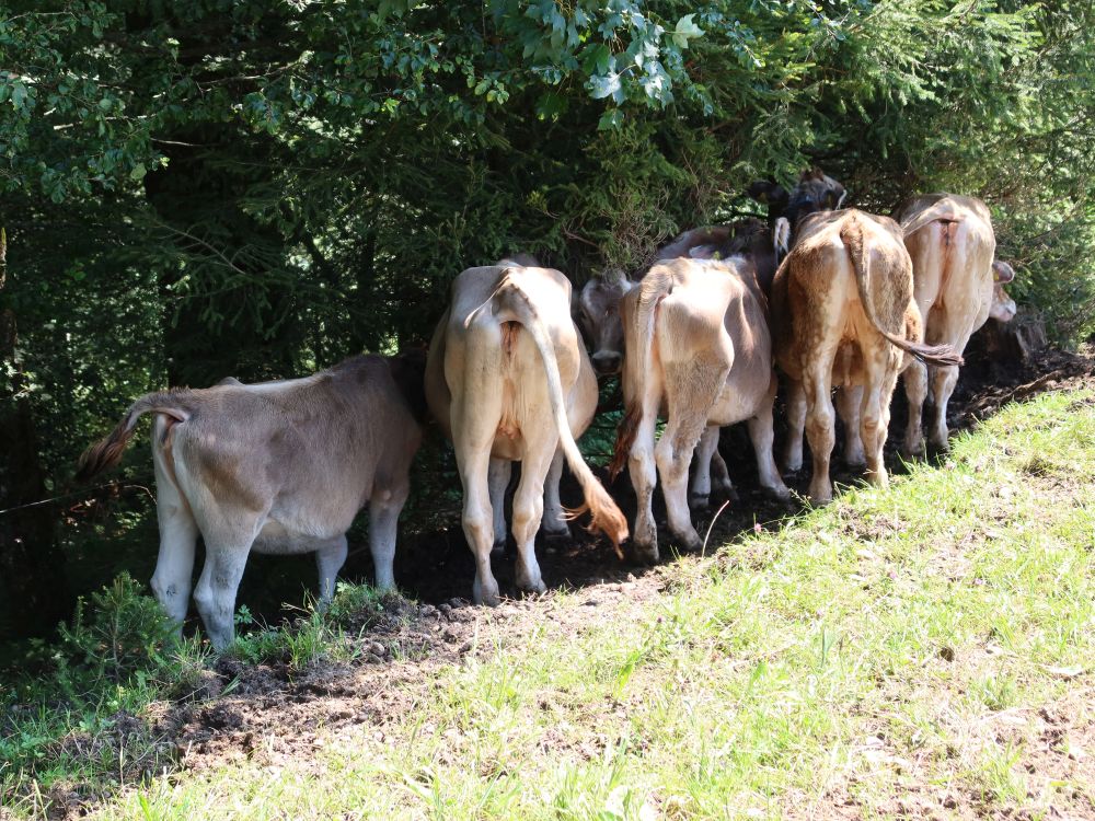 Kühe im Schatten