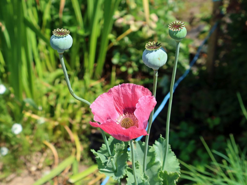 Schlafmohn