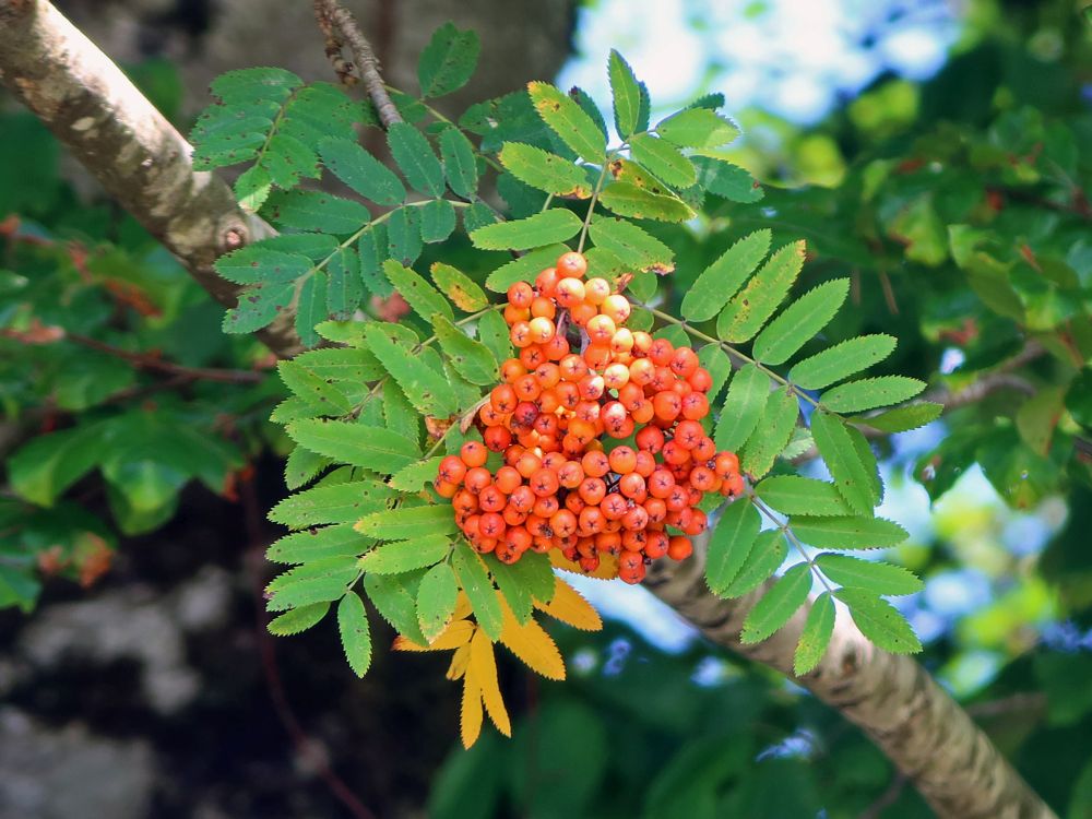 Eberesche mit Beeren