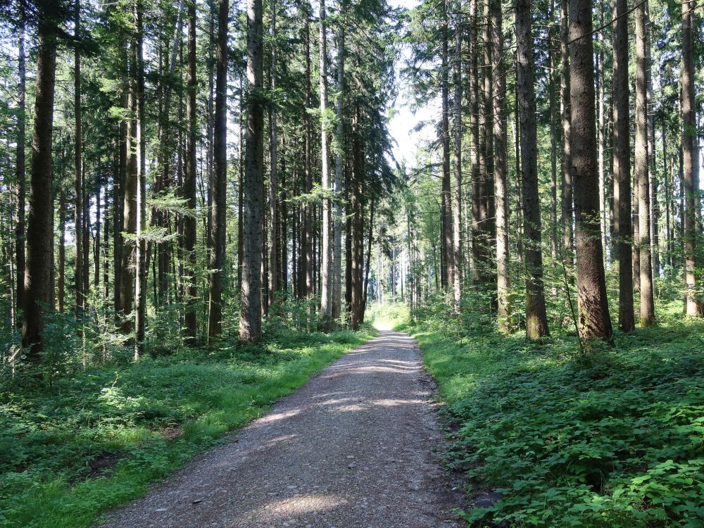 Waldweg