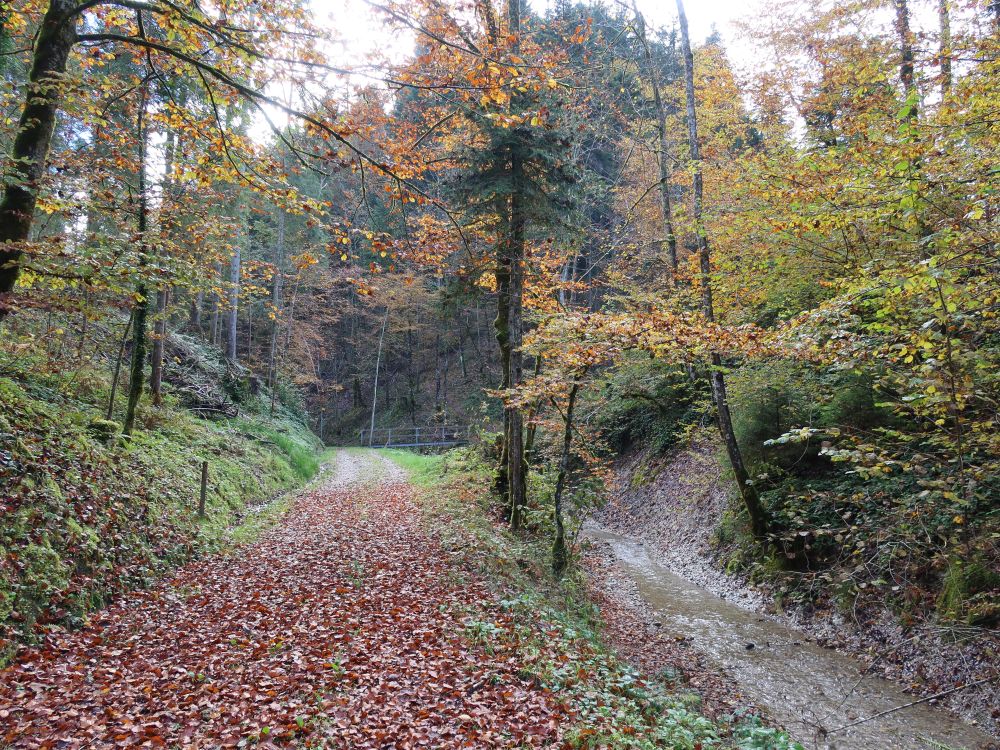 Weg am Kollerbach