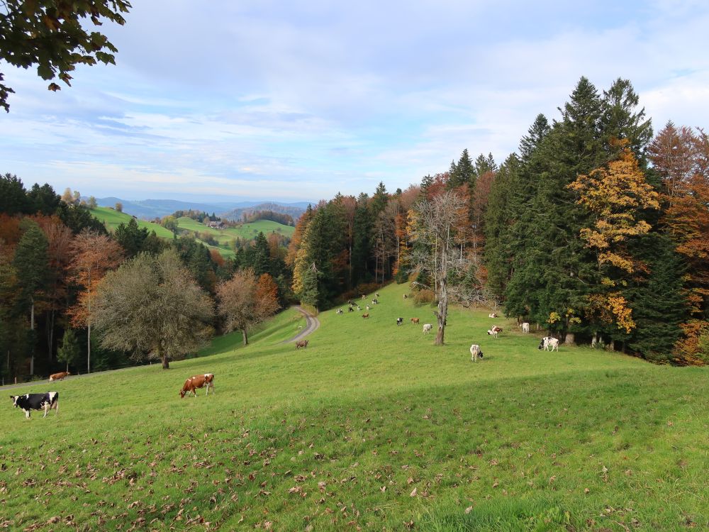 Kühe am Stattboden