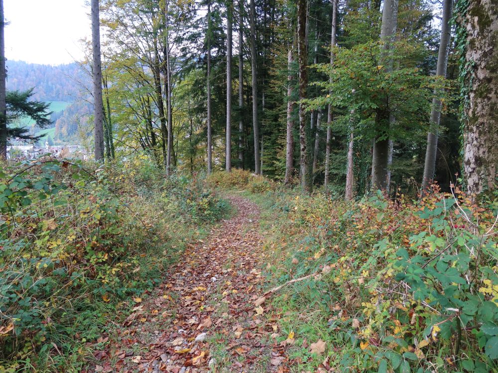 Waldpfad