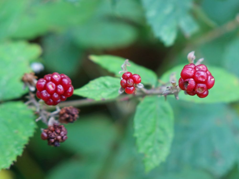 Brombeeren