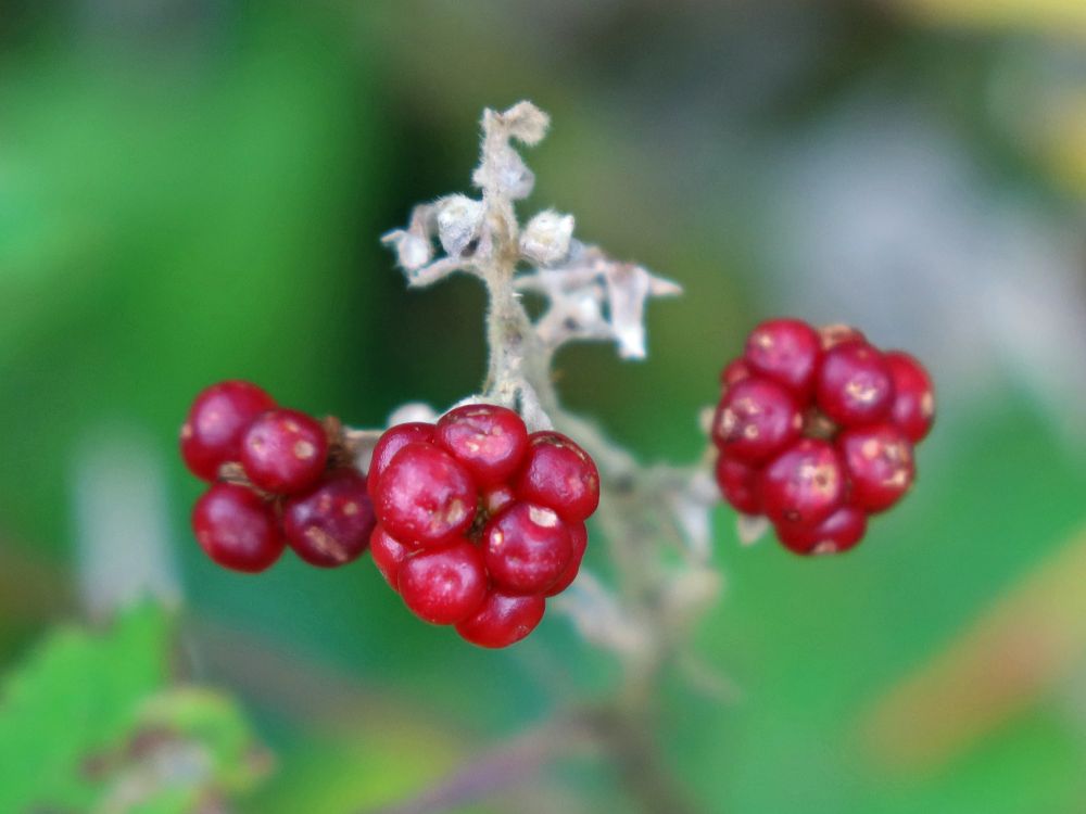 Brombeeren