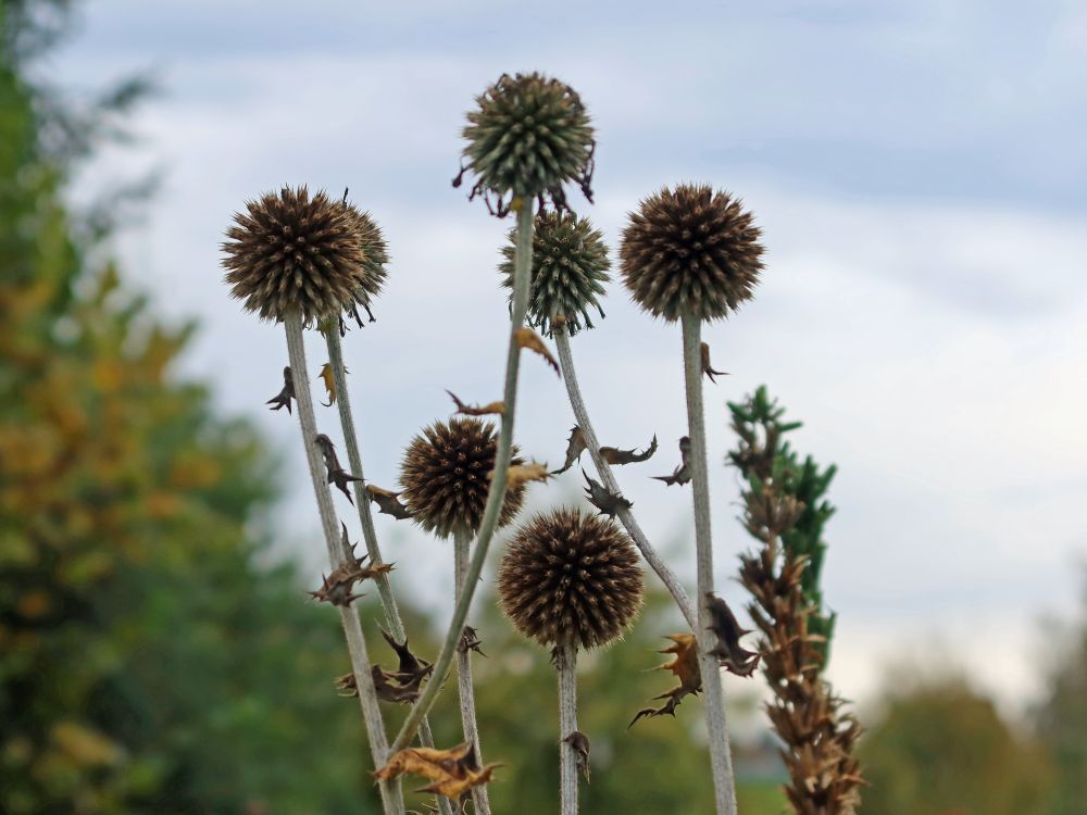 Kugeldistel