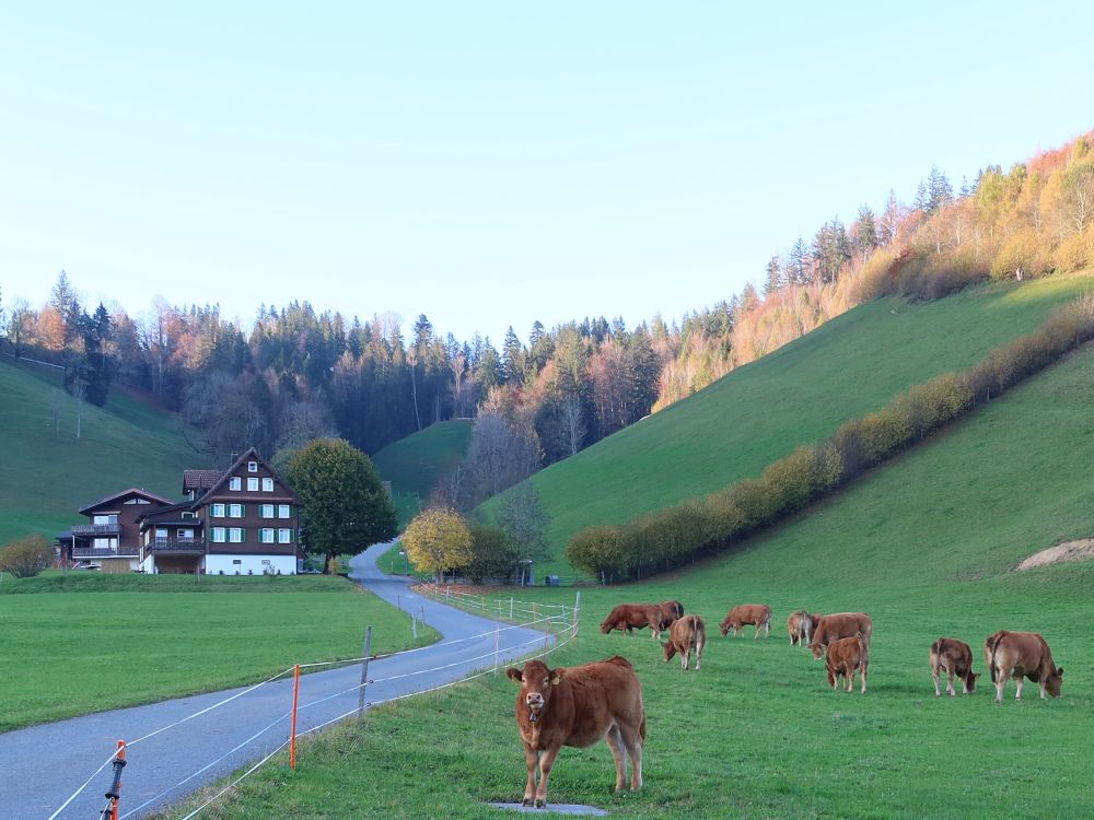 Kühe bei Albegg