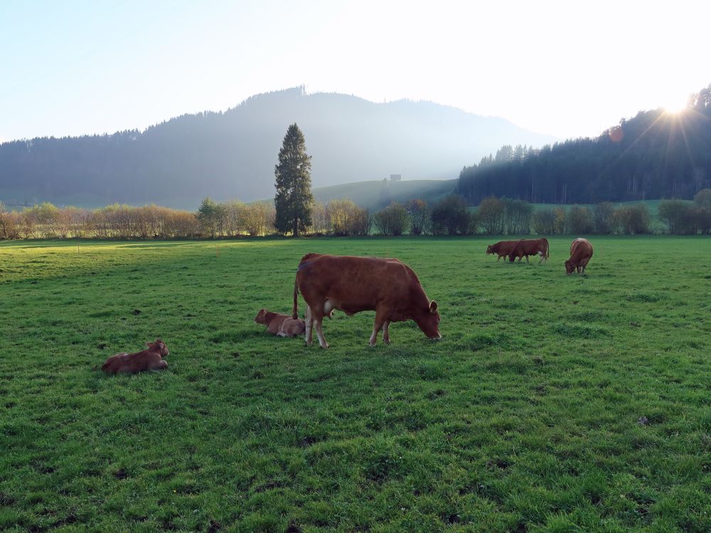 Kühe bei Abendsonne