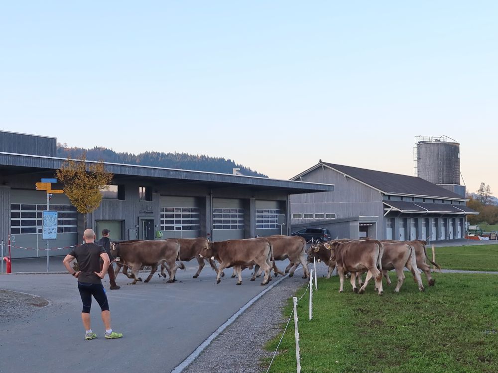 Kühe auf der Strasse