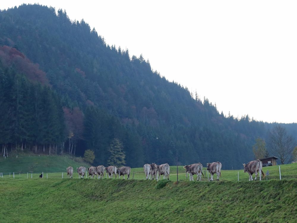 Kühe auf dem Heimweg