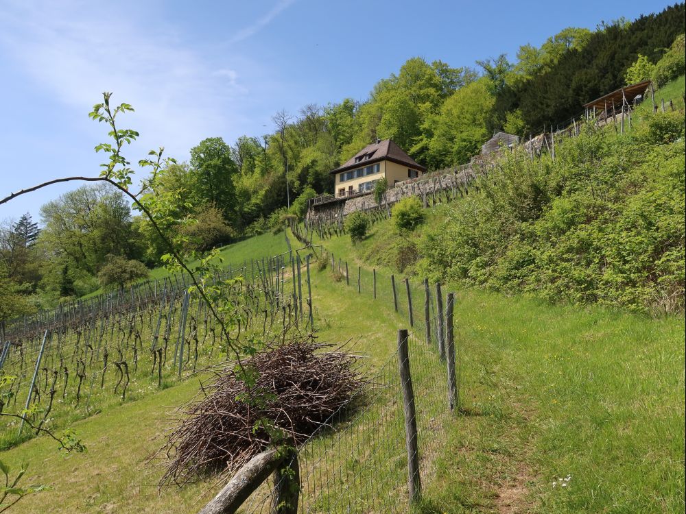 Pfad im Rebgarten