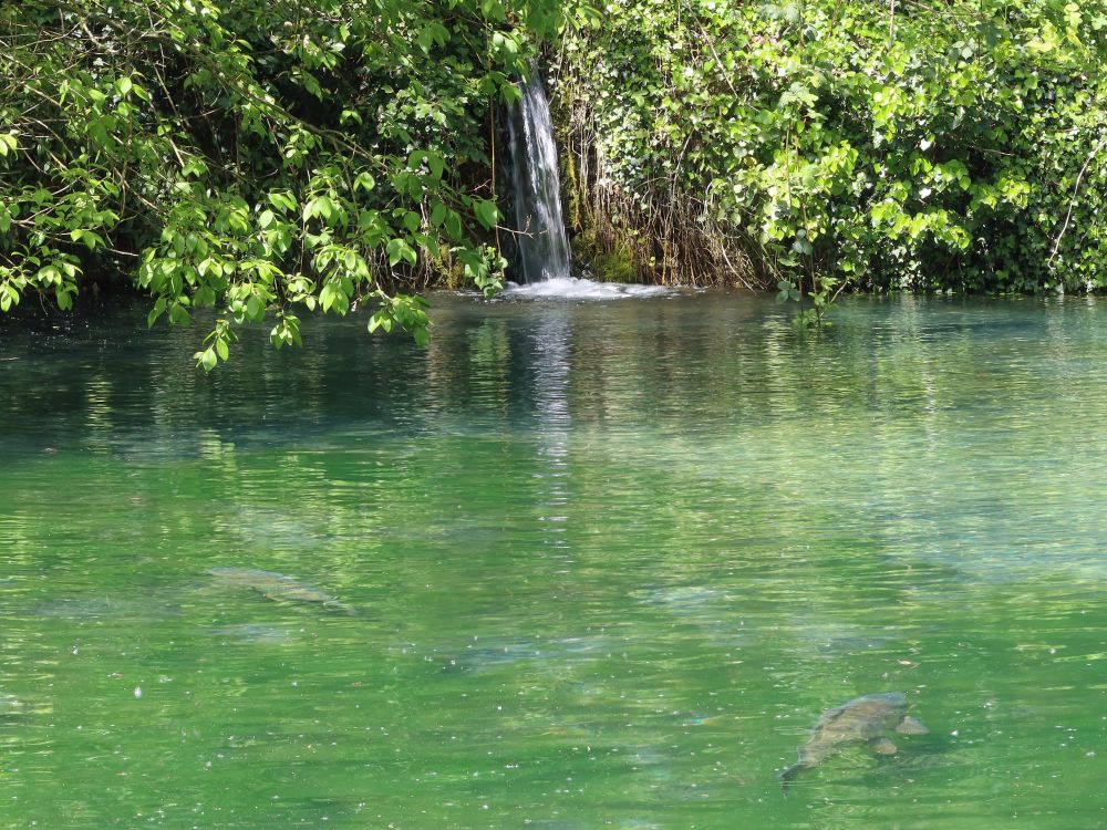 Fischteich mit Zulauf