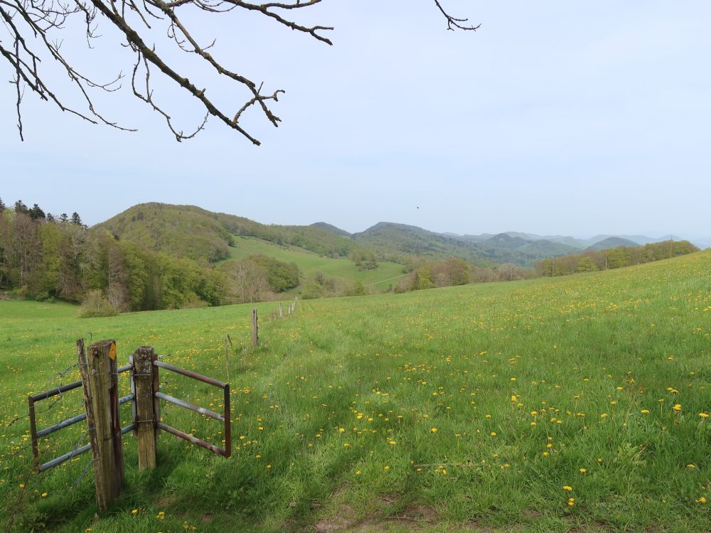 Wiesenpfad bei Birrenmatt