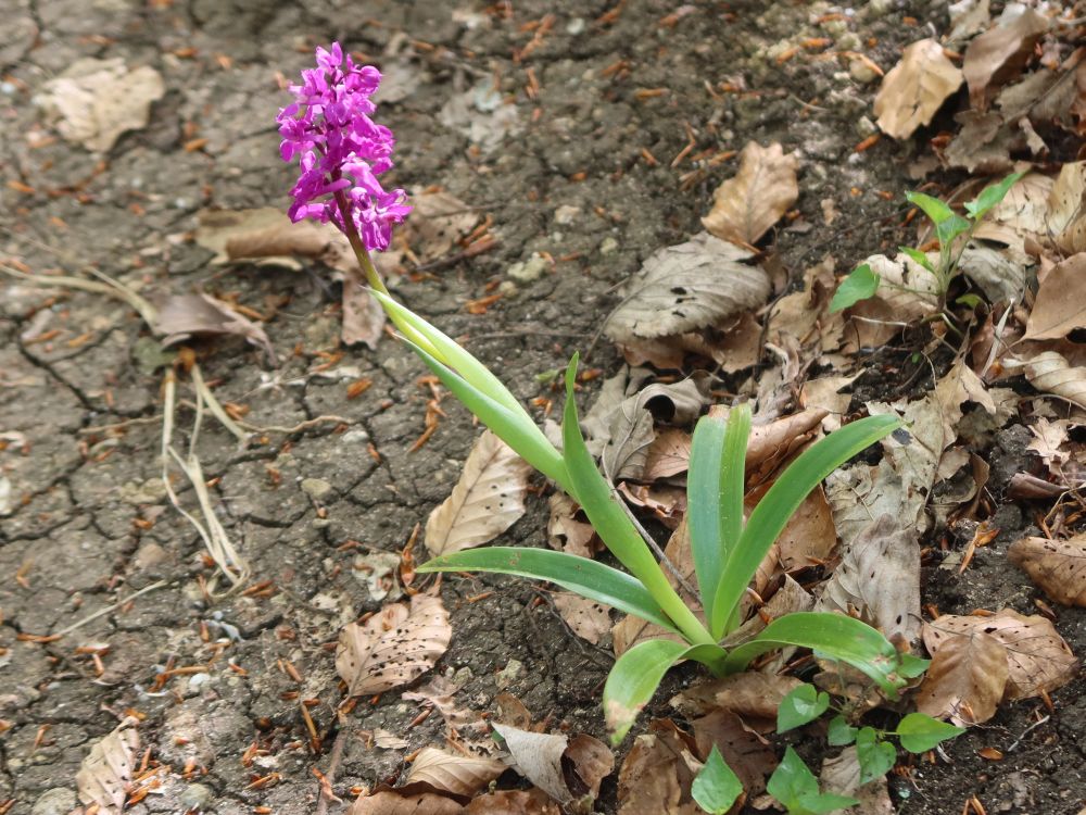 Orchidee Knabenkraut