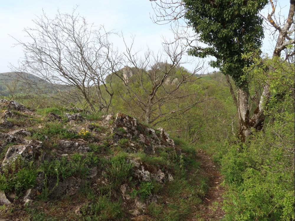 Burgruine Froburg hinter Bäumen