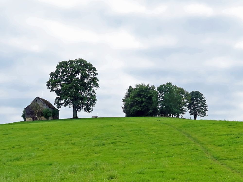 Bäume mit Scheune bei Ober Salen