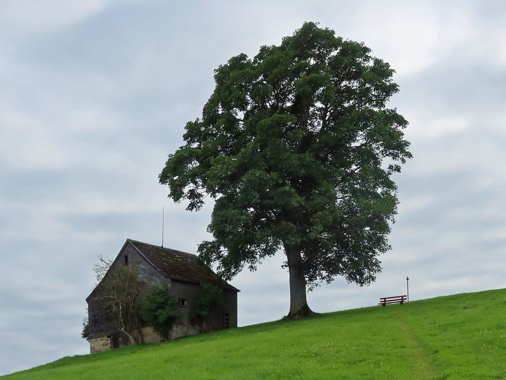 Bäume mit Scheune bei Ober Salen