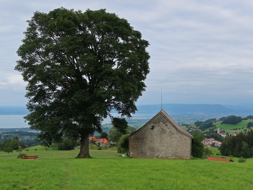 Baum und Scheune bei Ober Salen