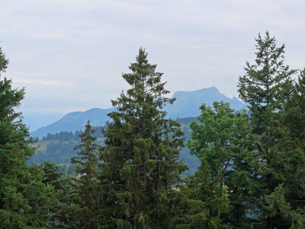 Hoher Kasten zwischen Bäumen