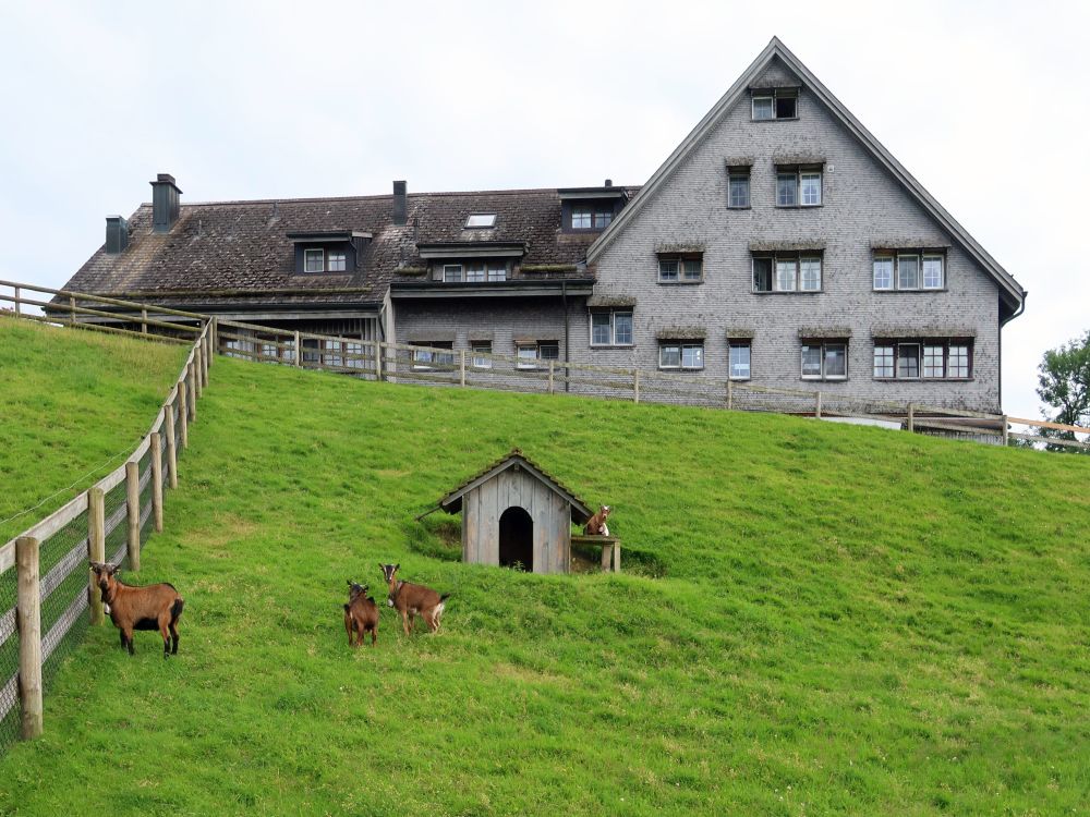 Ziegen unter Gasthaus zum Gupf