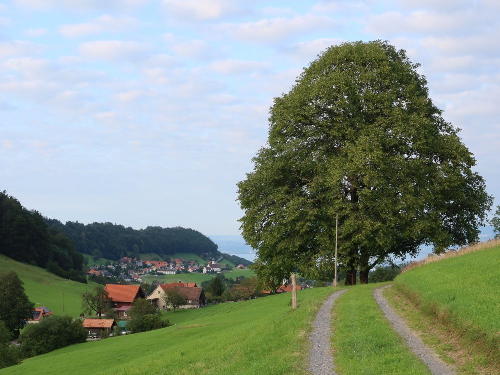 Baum und Grub im Hintergrund