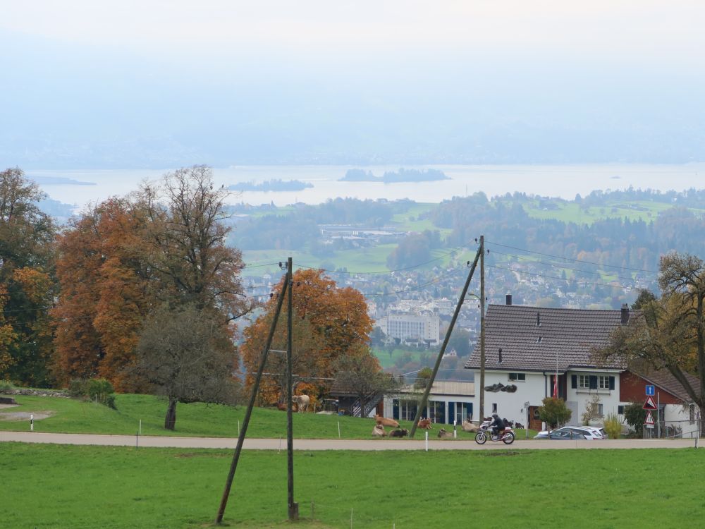 Nebel überm Zürichsee