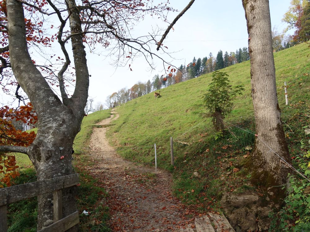 Pfad auf Ornerhalden