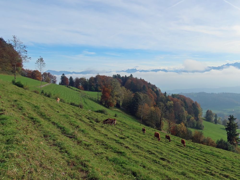 Bergspitzen über dem Nebel