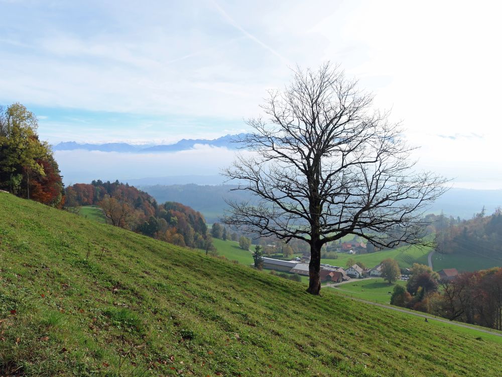 Orn und Berge überm Nebel