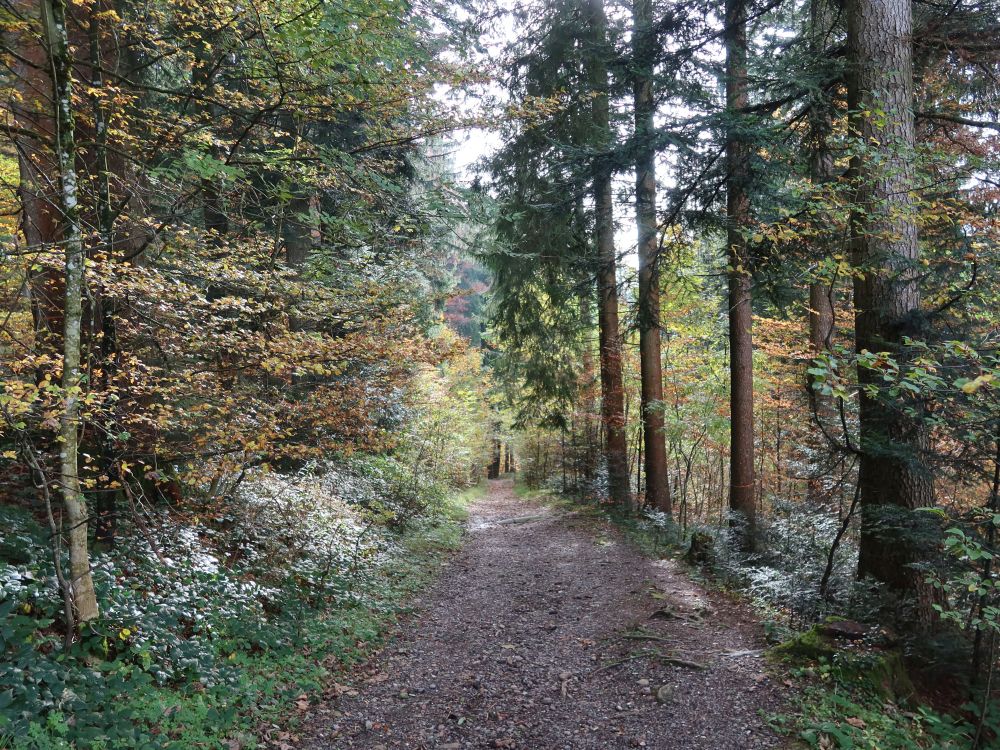 Waldweg