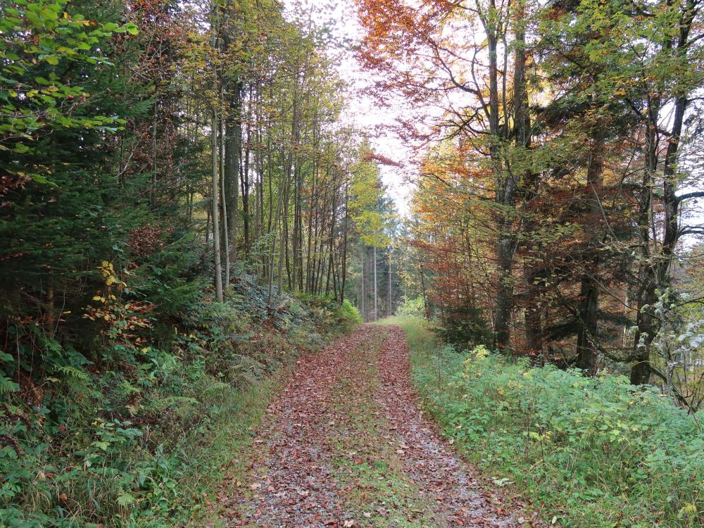 Waldweg