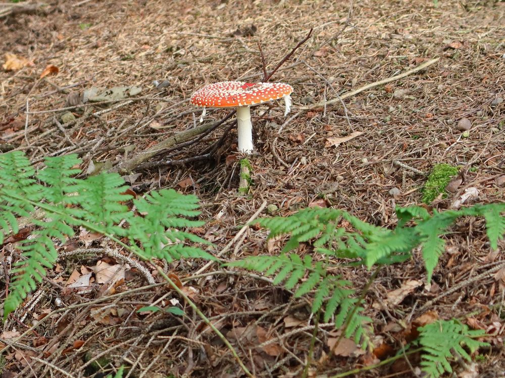 Fliegenpilz mit Farn