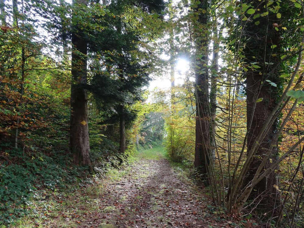 Waldweg