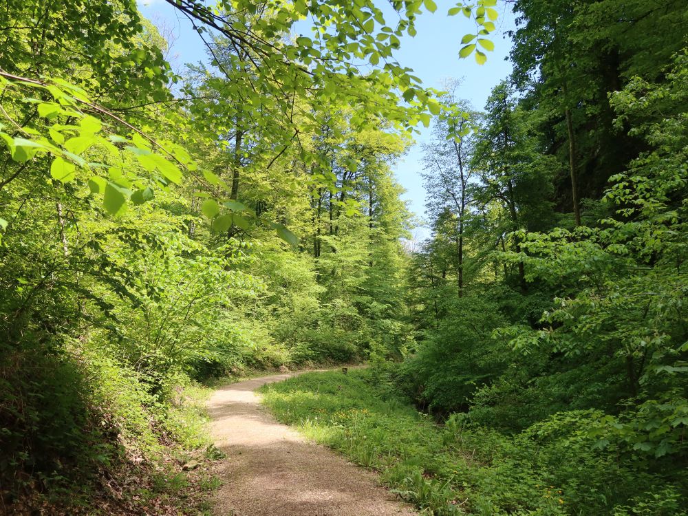 Weg am Grabenbach