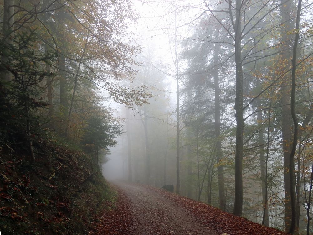 Waldweg im Nebel