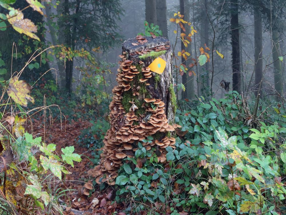 Pilze am Baumstumpf